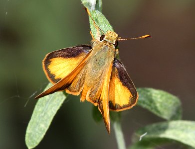 SKIPPER, TAXILES (Poanes taxiles) (6-11-13) male, animas-berg park, farmington, san juan co, nm  (4)