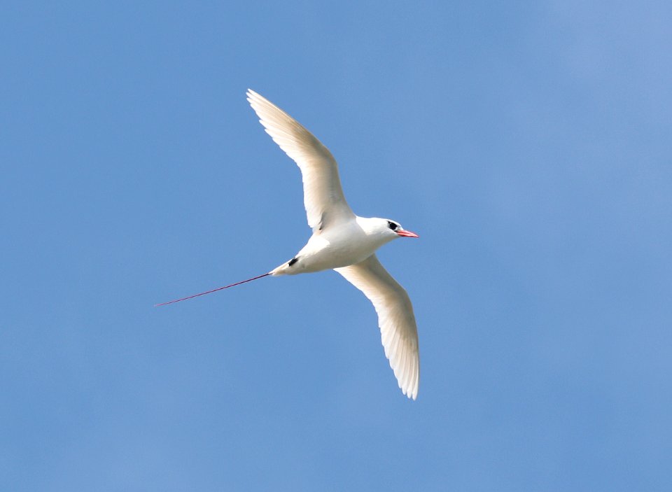 RED-TAILED TROPICBIRD (4-28-2018) kilauea lighthouse, kauai co, hawaii (1)