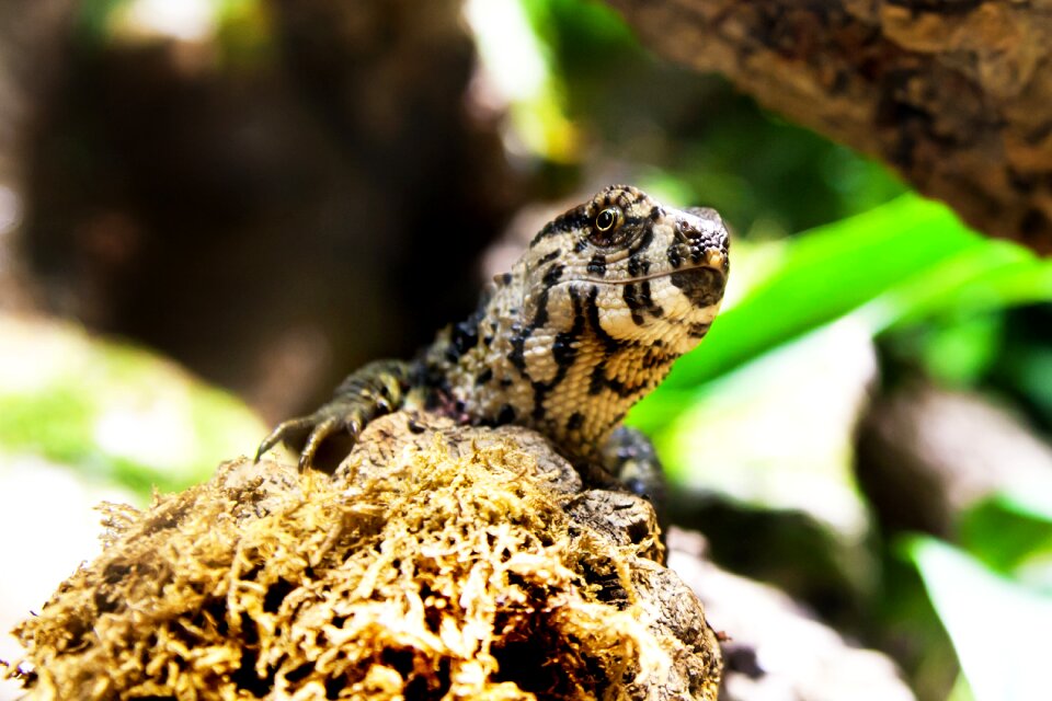 Animal creature animal world