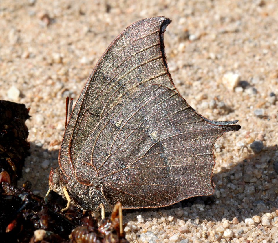 LEAFWING, GOATWEED (Anaea andria) (9-15-12) lochiel, scc, az -07
