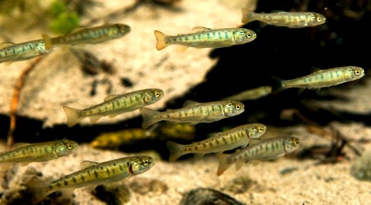 Young cutthroat trout