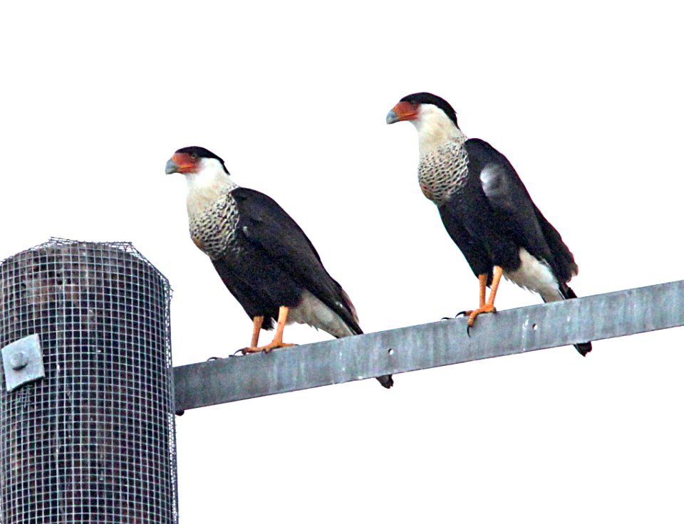 547 - CRESTED CARACARA (2-8-10) del rio, tx