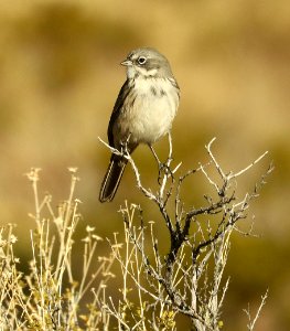 881.5 - SAGEBRUSH SPARROW (11-8-2018) socorro co, nm -08