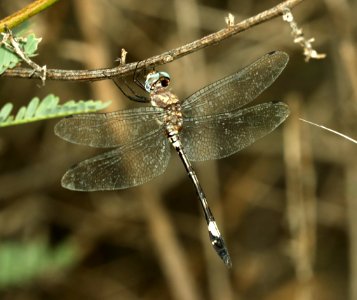 CLUBSKIMMER, PALE-FACED (Brechmorhoga mendax) (9-10-2019) marker 6-7, san pedro river at san pedro house, cochise co, az -01
