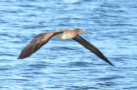164 - BLUE-FOOTED BOOBY (8-25-13)  juv, patagonia lake, scc, az -06