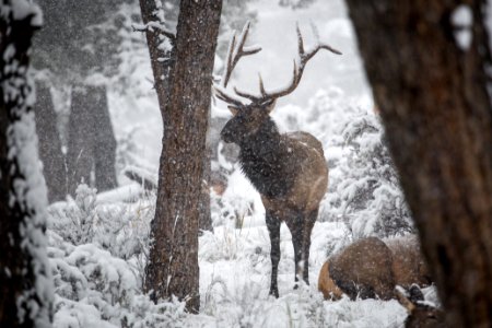 Bull elk