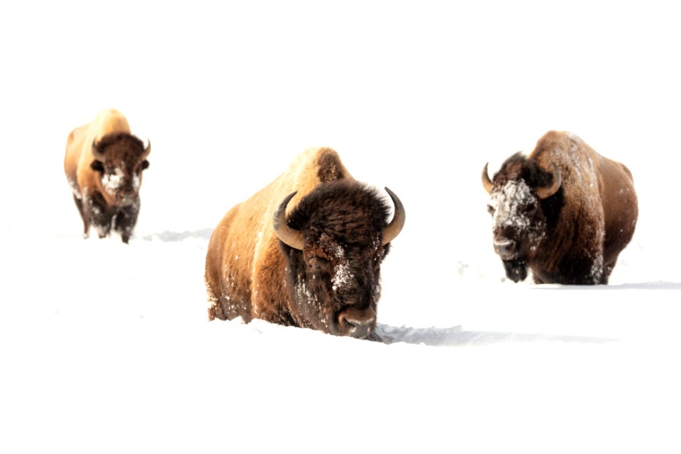 Bull bison make their way through deep snow