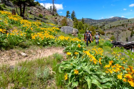 Backpackers hike past a patch of arrowleaf balsamroot on the Blacktail Deer Creek Trail photo