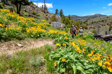 Backpackers hike past a patch of arrowleaf balsamroot on the Blacktail Deer Creek Trail