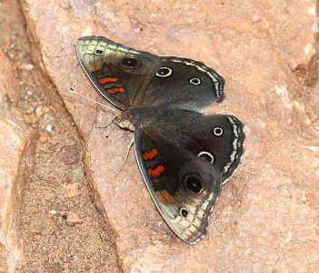 BUCKEYE, TROPICAL (Junonia evarete) nigrosuffusa (9-12-10) san rafael valley, scc, az -03
