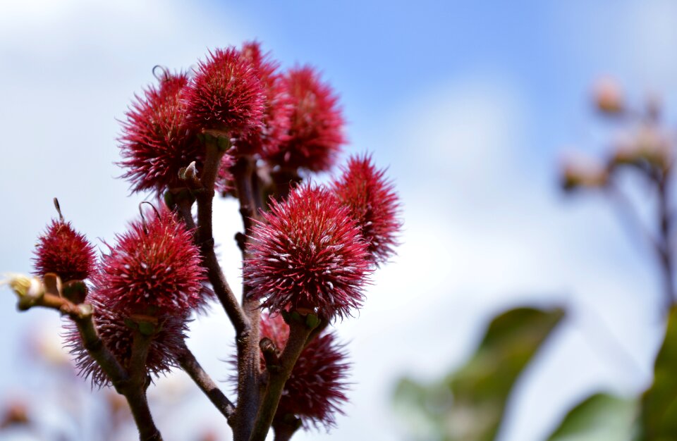 Urucuzeiro nature flora