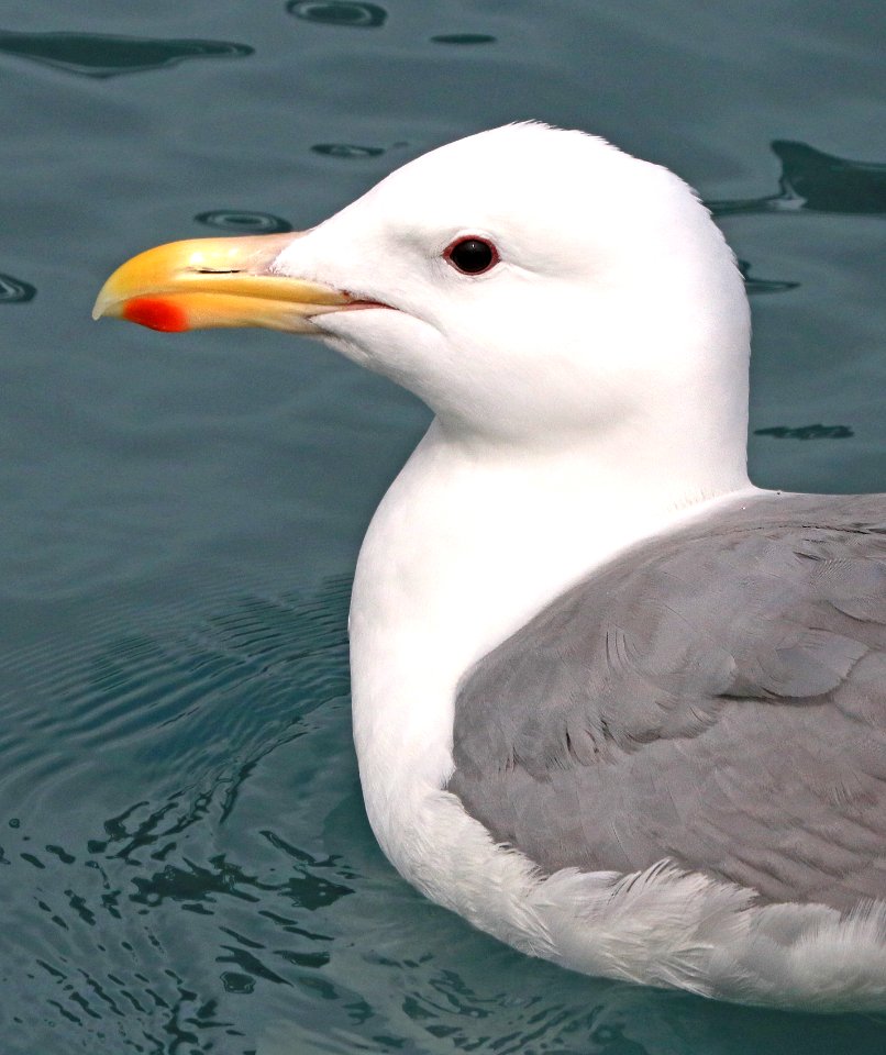 370 - GLAUCOUS-WINGED GULL (6-28-2016) whittier, alaska -06