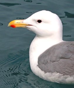 370 - GLAUCOUS-WINGED GULL (6-28-2016) whittier, alaska -06