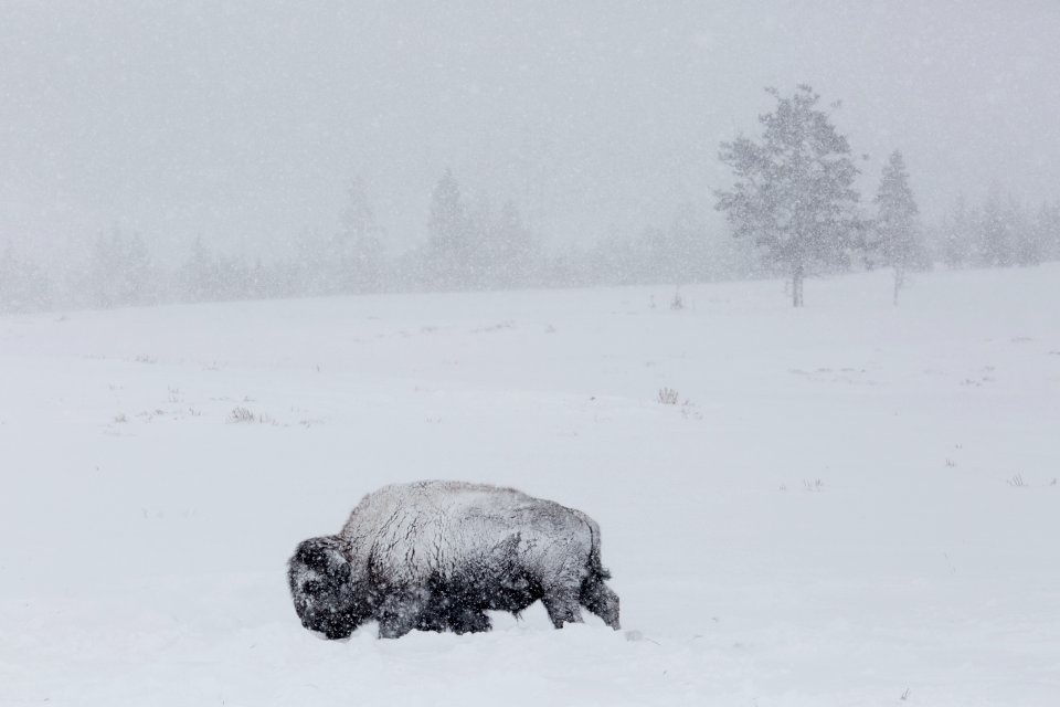 Snowy Bison