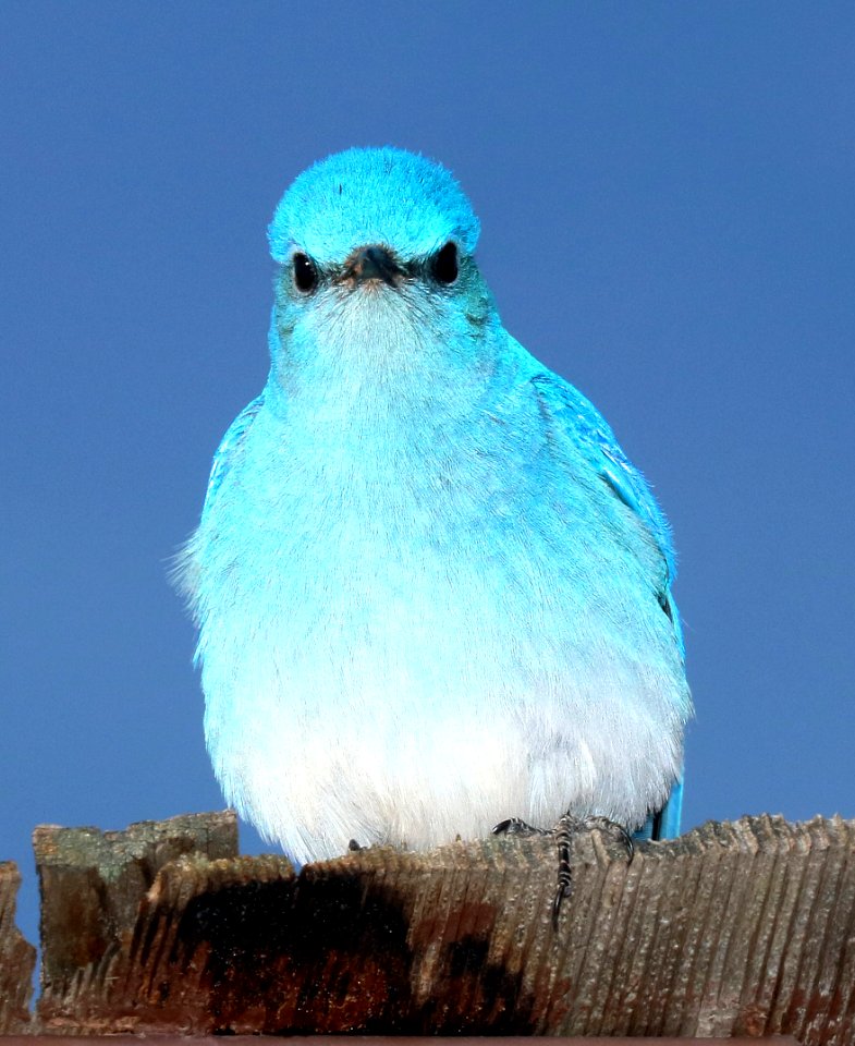 736 - MOUNTAIN BLUEBIRD (4-25-2016) montezuma co, co -13