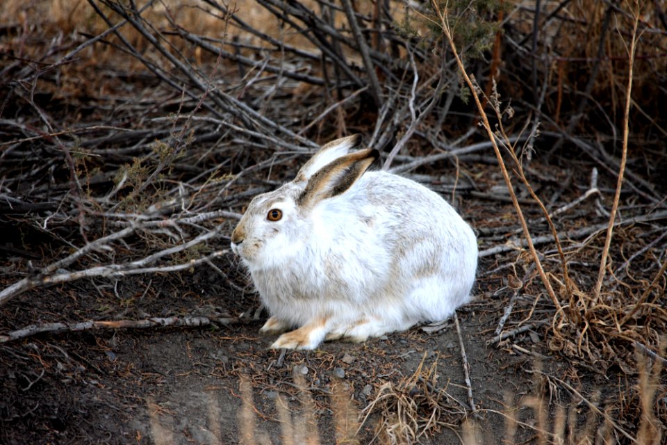 White-tailed jackrabbit
