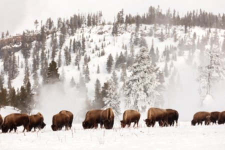 Bison search for food along the Firehole River photo