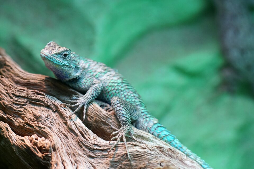 Agame zoo wild nature
