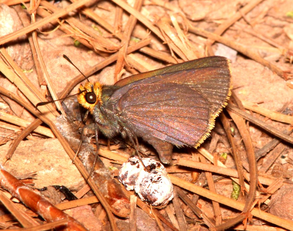 ROADSIDE-SKIPPER, ORANGE-EDGED (Amblyscirtes fimbriata) (6-26-13) comfort springs trail, carr peak area, huachuca mts, cochise co, az -07