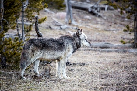 Alpha male, Canyon Pack photo