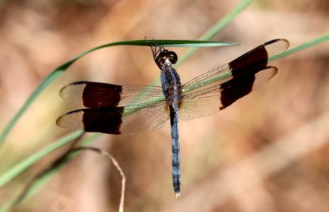 DRAGONLET, BAND-WINGED (Erythrodiplax umbrata) (1-8-2020) everglades national park, miami-dade co, fl -02