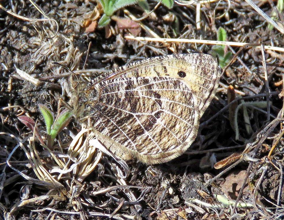 ARCTIC, ALBERTA (Oeneis alberta) (5-23-2020) terry flats, escdilla mts, apache co, az -04