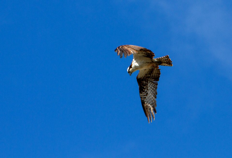 Osprey