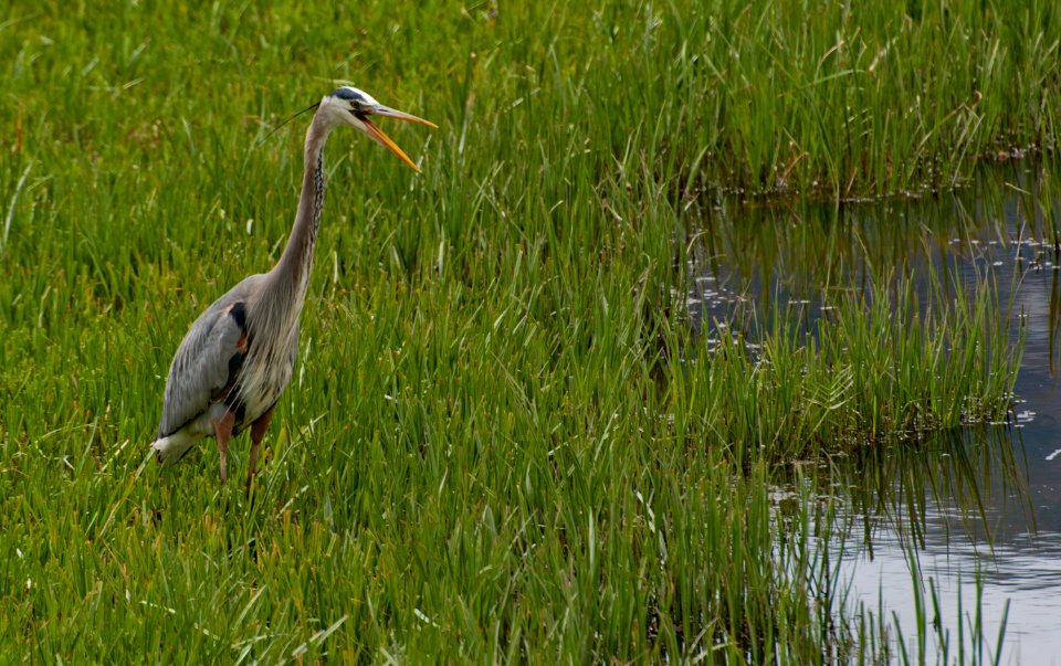 Great Blue Heron