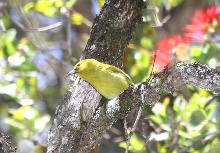 KAUAI AMAKIHI (4-25-2018) kokee state park, kauai co, hawaii -03