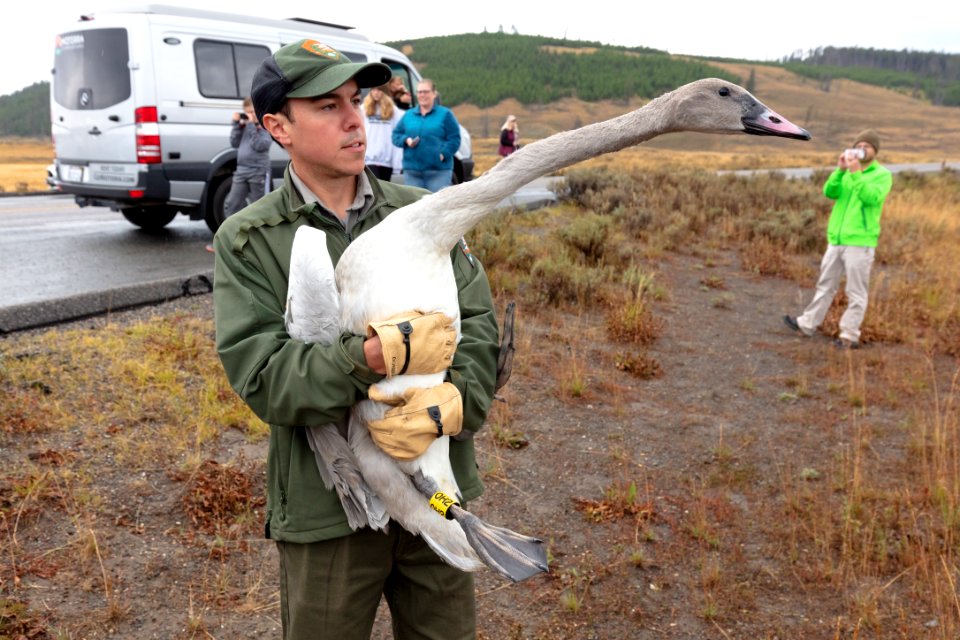 Swan release September 2019 (1): holding one of the cygnets