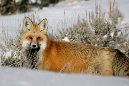 Red Fox photo