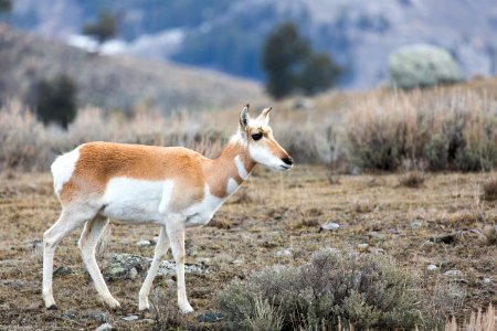 Pronghorn doe