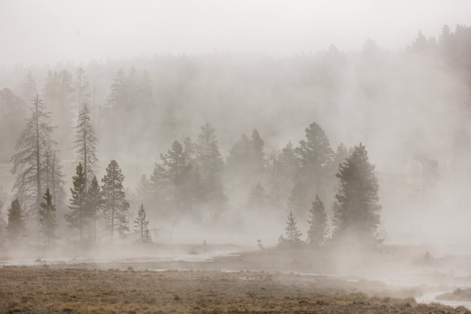 Foggy morning on Firehole Lake Drive