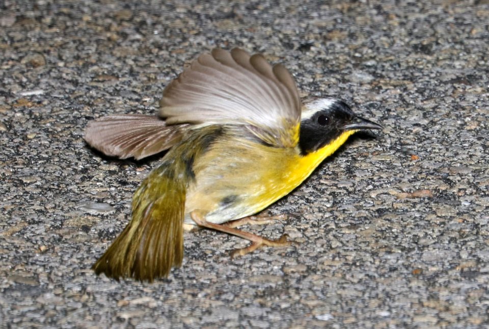 COMMON YELLOWTHROAT (6-7-2017) cedar island nat wildlife refuge, carteret co, nc -02