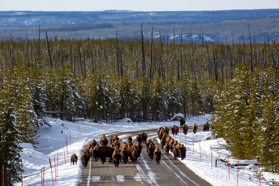 Bison on the road near Madison Junction