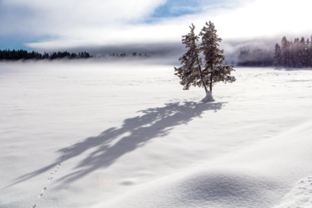 Long shadows and weasel tracks near a lone tree