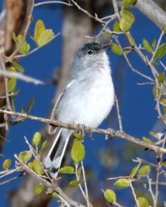 703 - BLACK-TAILED GNATCATCHER (3-8-2017) west end patagonia lake, santa cruz co, az -01