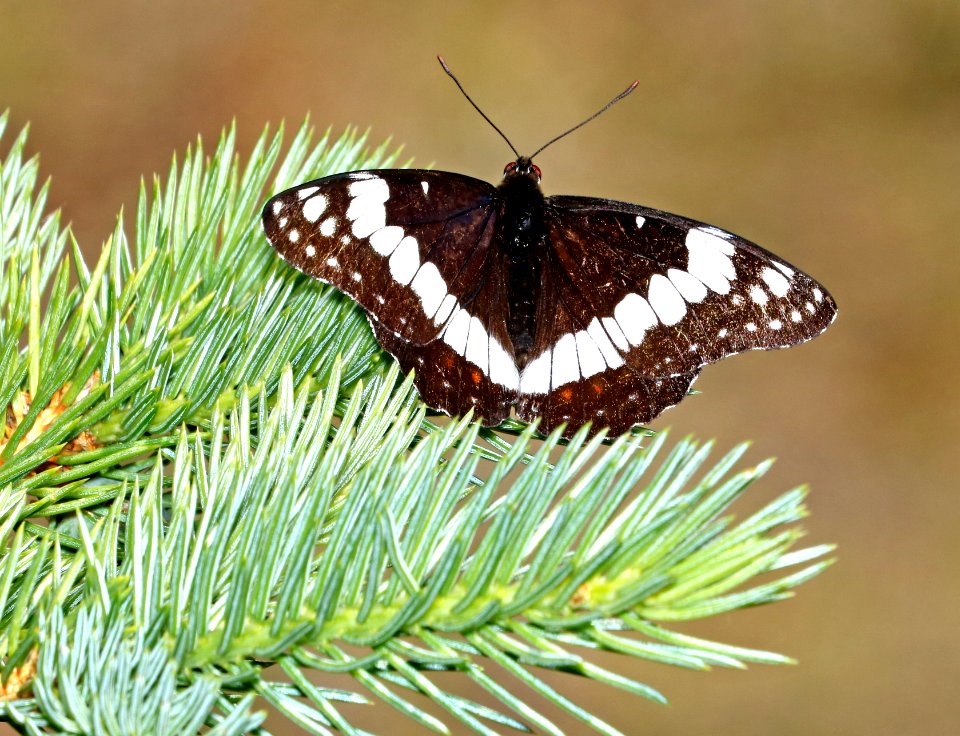 ADMIRAL, WHITE (Linenitis arthemis) (6-1-2017) boulder mt, garfield co, ut -03
