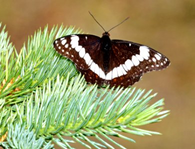 ADMIRAL, WHITE (Linenitis arthemis) (6-1-2017) boulder mt, garfield co, ut -03