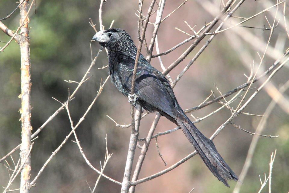 448 - GROOVE-BILLED ANI (6-27-12) pena blanca lake, scc, az -01 (4)