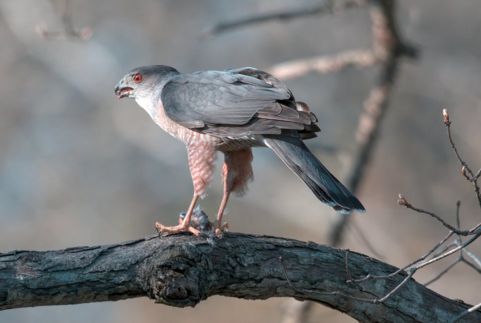 Cooper's Hawk