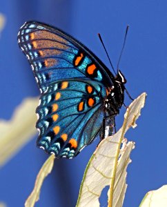 RED-SPOTTED PURPLE (Limenitis  arthemis) (6-25-2020) miller canyon, huachuca mts, az -03