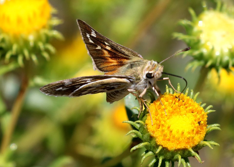 SKIPPER, UNCAS (Hesperia uncas) (7-22-2016) 7000ft, cibola co, nm (17)