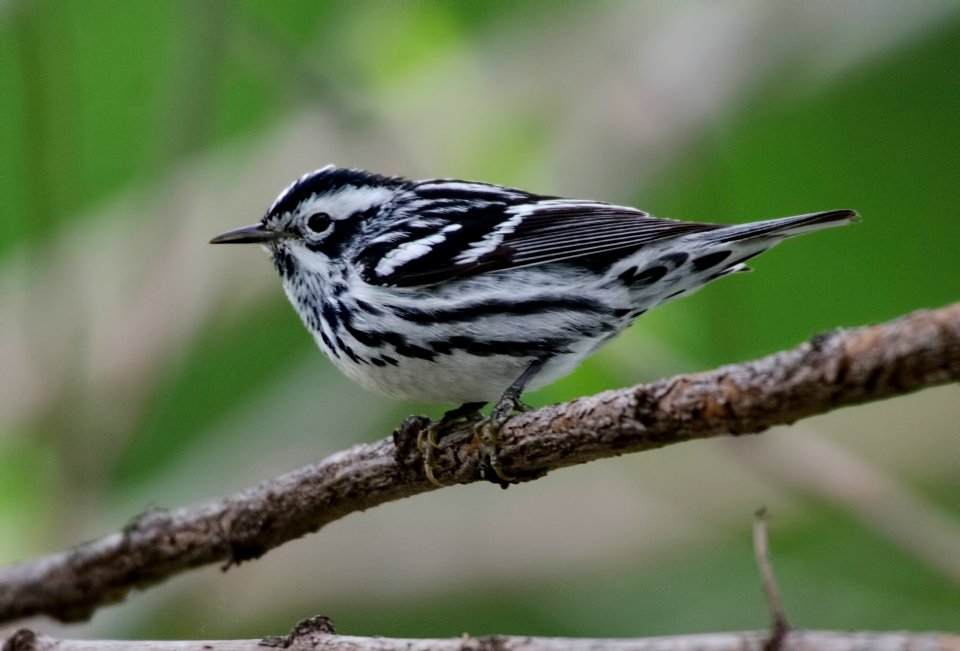 Black-and-White Warbler