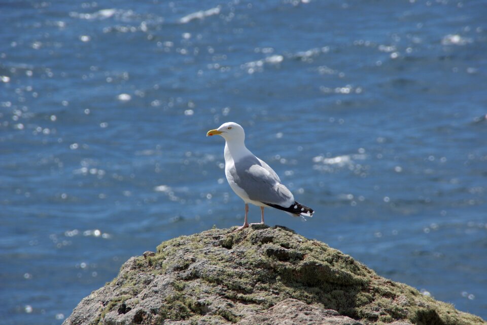 Animal rock waterfowl