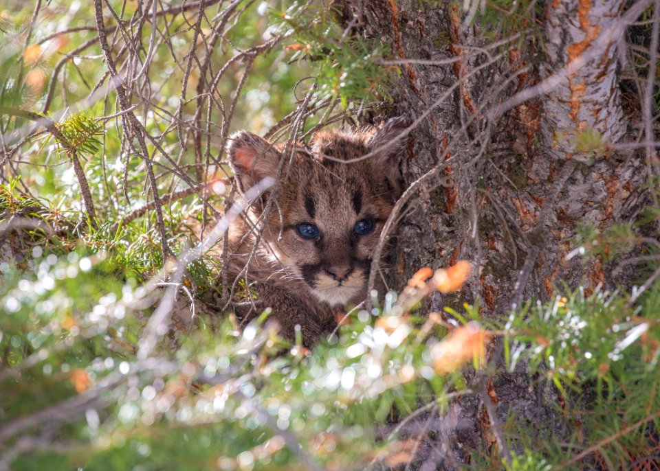 Cougar kitten in a tree