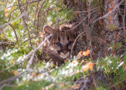 Cougar kitten in a tree