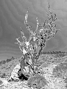 INYO BRISTLECONES & CAMPSITE (8-13-2017) - 03 BW5