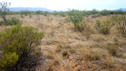 867 - BOTTERI'S SPARROW (5-16-2019) s circle s dr, hereford, cochise co, az -06 local habitat photo