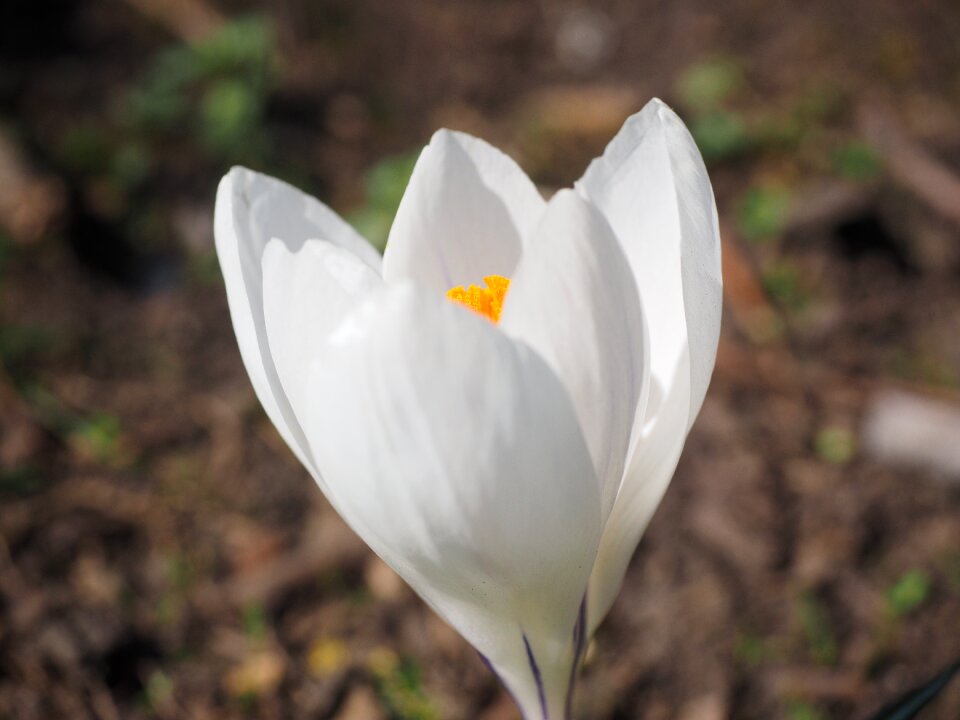 Bühen white colorful